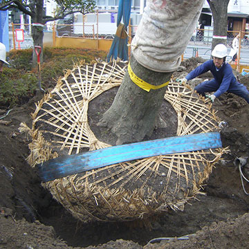 植木の掘取/お預かり/お戻し