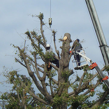 植木の伐採工事